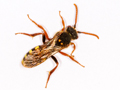 Nomada lathburiana